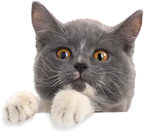 ciao bow wow cat peeking Copy