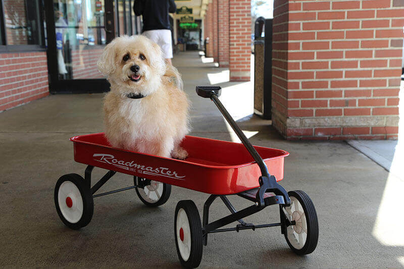 ciao bow wow dog cart image Copy